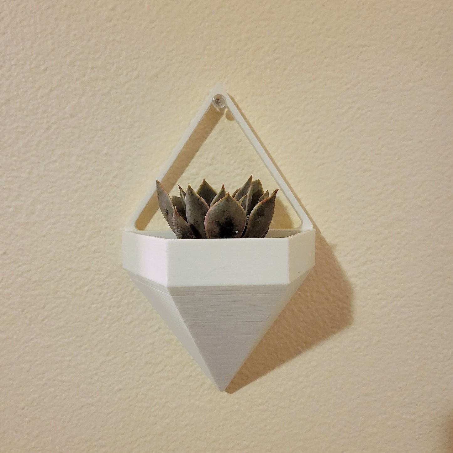 Succulent Plant Wall Hangers (Set of 3)